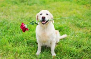dog ate roses