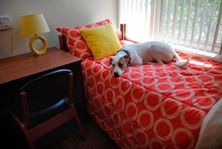 10 Pet-Friendly Colleges That Welcome Dogs in Dorms