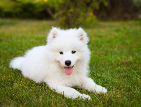 Samoyed Price – how Much Does a Samoyed Cost?