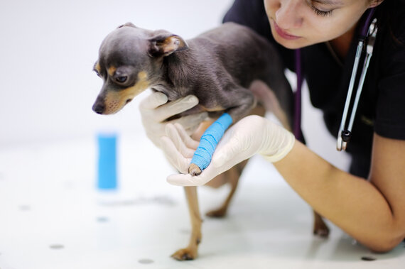 My Dog Sprained His Leg. What Do I Do? (Reviewed by Vet)