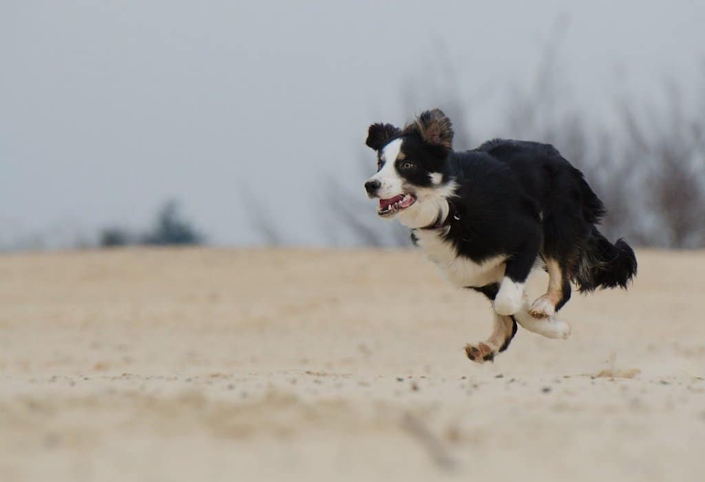 Border Collie Exercise Guide
