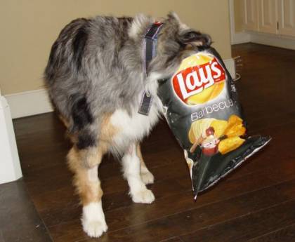 Dog Ate Lays Chips