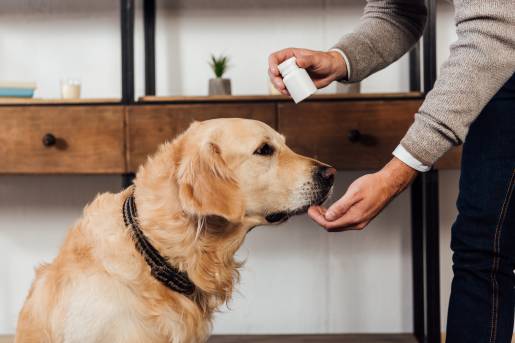 5 Signs Your Dog Needs Nutritional Supplements