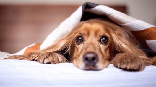Give Salmon Oil for Your Dogs Regularly – Know Its Benefits
