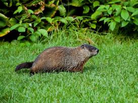 My Dog Ate a Groundhog Will He Get Sick?