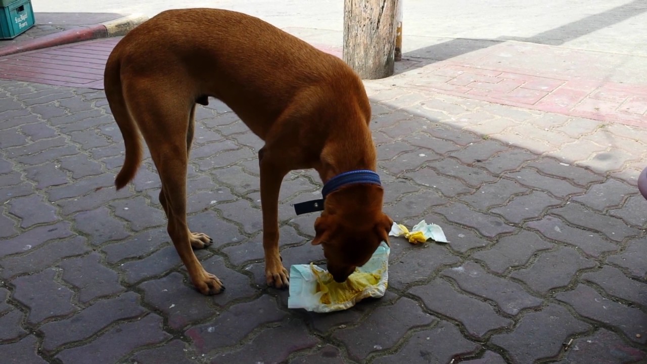 My Dog Ate Baby Wipes What Should I Do?