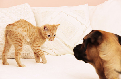 How to Introduce a Second Pet Into Your Home