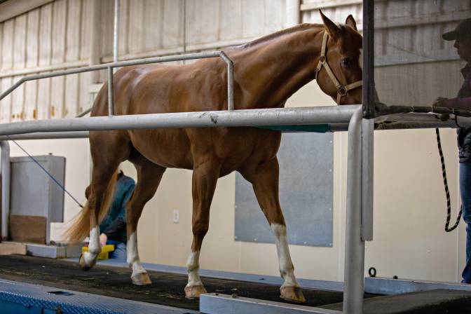 6 Benefits Of Horse Water Walkers And Treadmills For The Equine Athlete