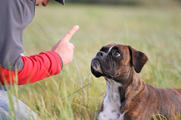 5 Mistakes To Avoid When Raising Dogs