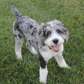 Aussiedoodle Rescues for Adoption