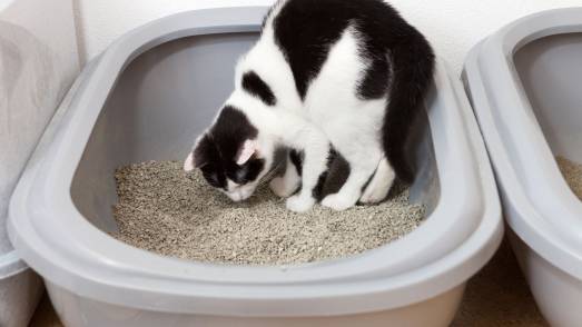 My Cat Ate Litter What Should I Do?