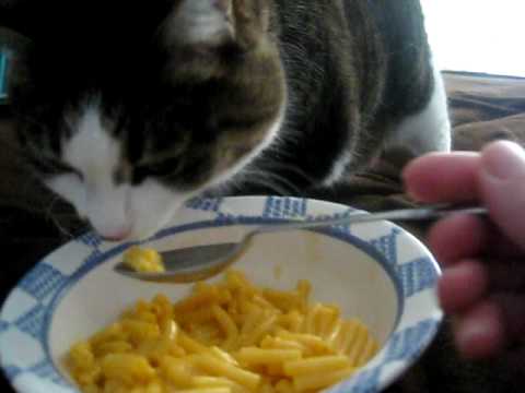 My Cat Ate Mac and Cheese Will He Get Sick?