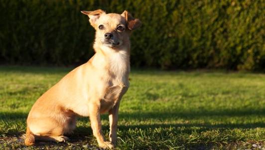 Chiweenie Rescues for Adoption