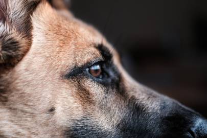 How to Keep Your German Shepherd Dog in Top Health