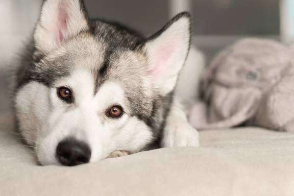 Husky Rescues for Adoption
