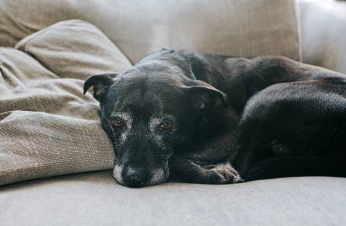 Putting Your Dog to Sleep (Euthanasia) – A Final Act of Love