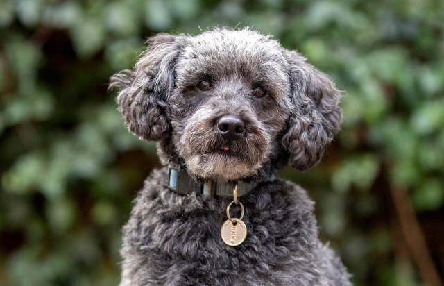 Schnoodle Rescues for Adoption