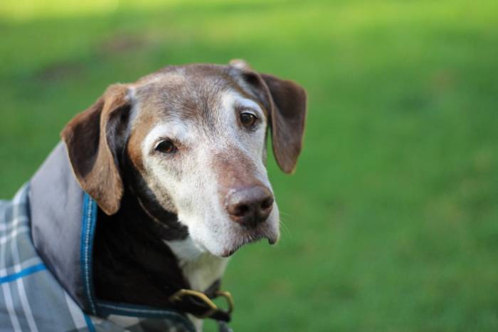 Old Dog Vestibular Disease – What to Do About It