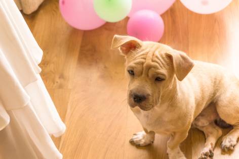 Can Your Dog Be Part Of Your Wedding?