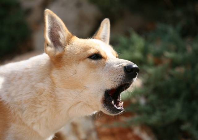Older Dog Barking – What to Do About It