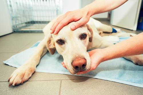 Seizures in Older Dogs – What to Do About It