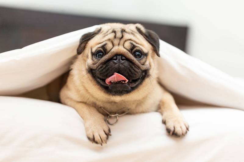 How to Take Care of A Pug?