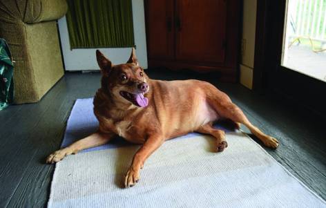 Weight Loss in Older Dogs