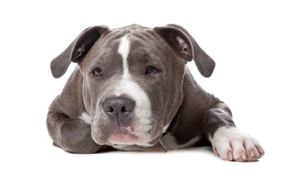 A Basic Care Guide For American Staffordshire Terriers