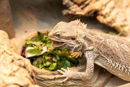 Can Bearded Dragons Eat Cucumbers?