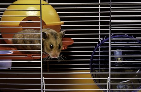 Top 10 Best Syrian Hamster Cages