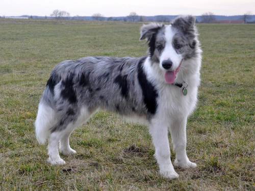 Blue Merle Border Collie Owner’s Guide