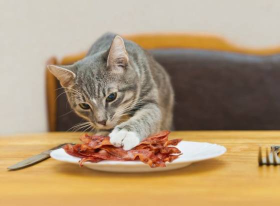 Cat Ate Bacon