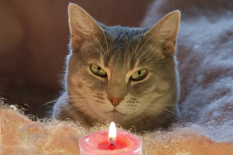 Cat Ate Candle Wax