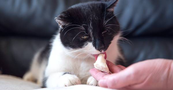 My Cat Ate Cheese Will He Get Sick? (Reviewed by Vet)