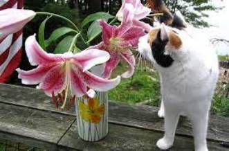 My Cat Ate Lilies What Should I Do?