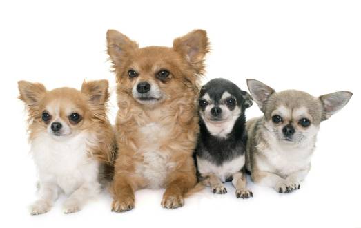 7 Chihuahua Types – Learn the Difference