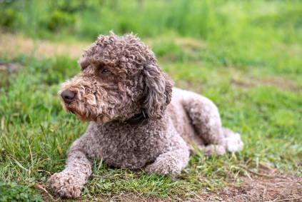 Top 10 Curly-Haired Dog Breeds