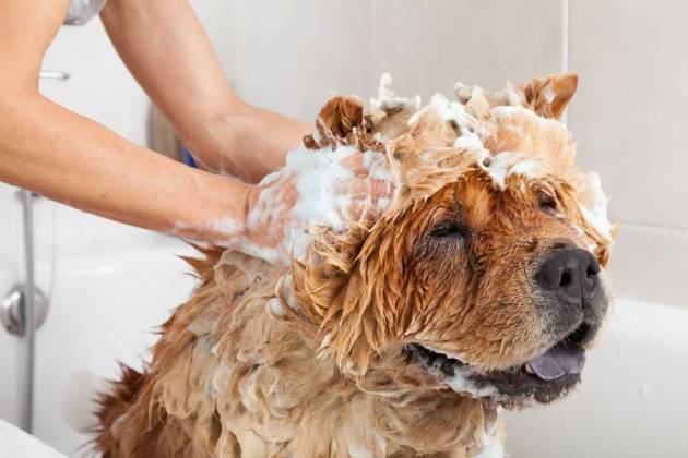 My Dog Ate Body Wash What Should I Do?