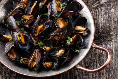 My Dog Ate Mussel Shells What Should I Do?
