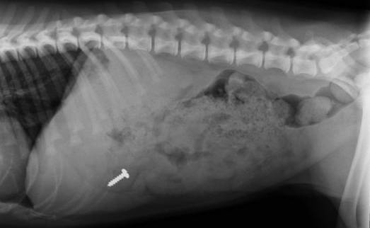 My Dog Ate a Screw What Should I Do?