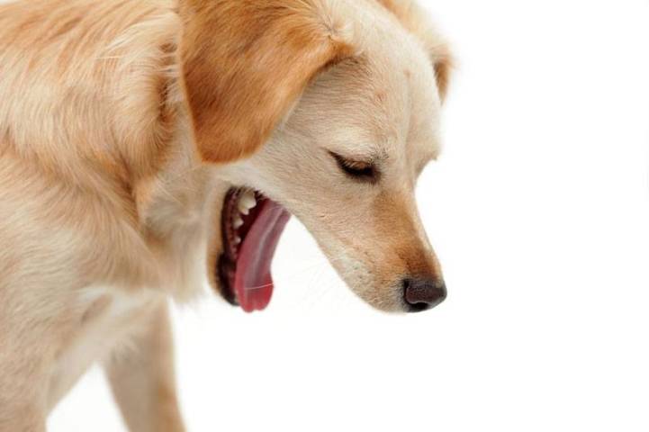 Dog Dry Heaving – What to Do?