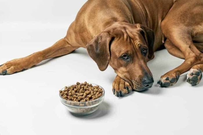 Will A Dog Starve Itself to Death?