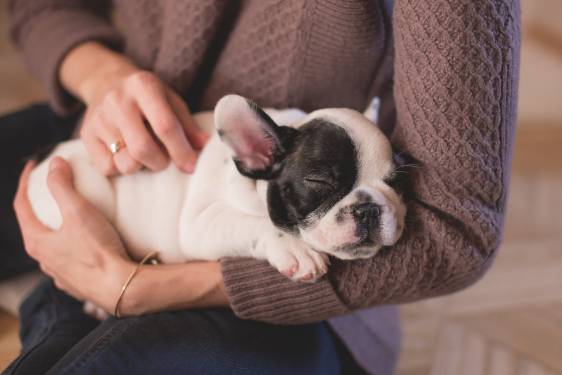 Dog Stress First Aid: 3 Steps You Can Take To Manage Your Pup’s Anxiety