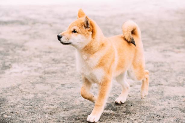 How Much Exercise Does a Shiba Inu Need