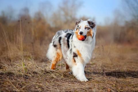 How Much Exercise Does an Australian Shepherd Need