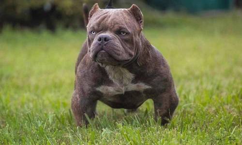 Exotic Bully – Pictures & Guide