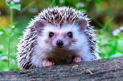 How Much Does a Hedgehog Cost?