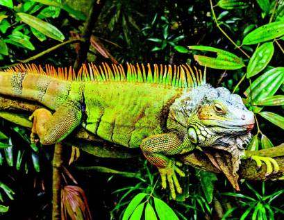 Do Iguanas Change Color?