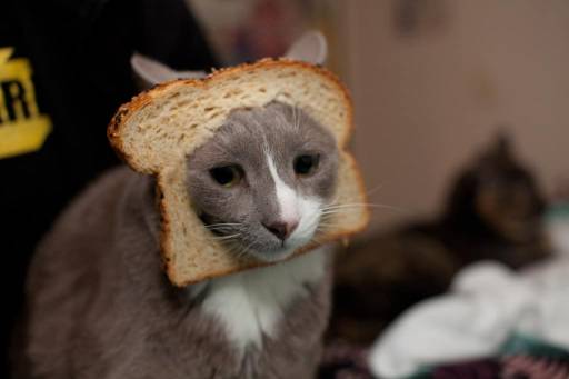My Kitten Ate Bread Will He Get Sick?