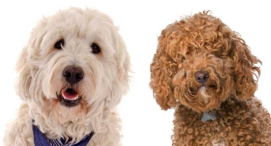Labradoodle vs Goldendoodle – Which Doodle is Right for You?